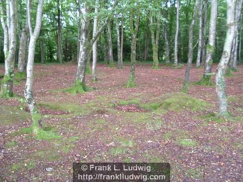 Hazel Wood, County Sligo